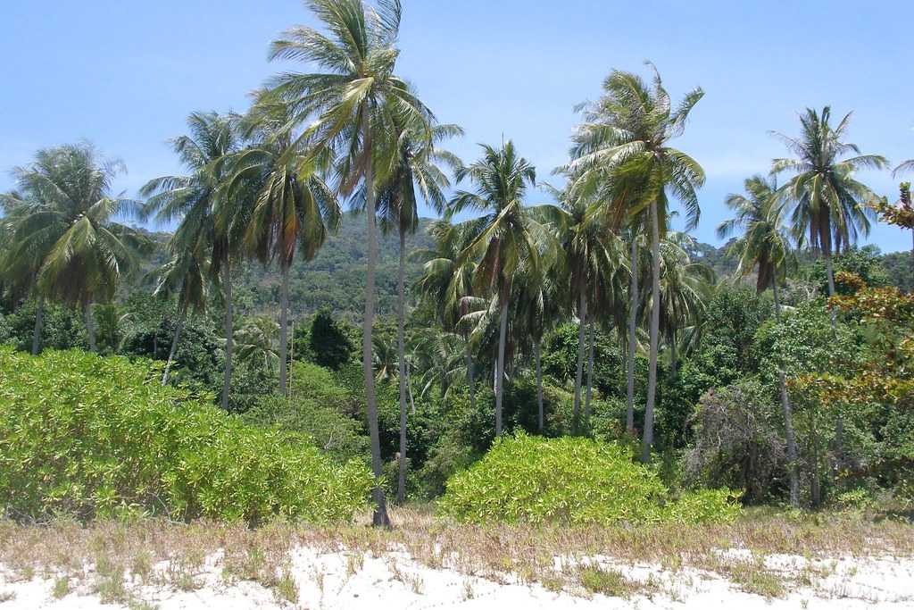 Koh Adang Forests