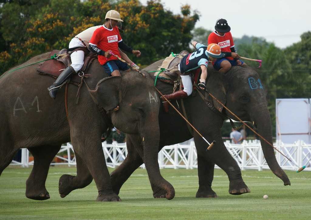 Elephant Polo