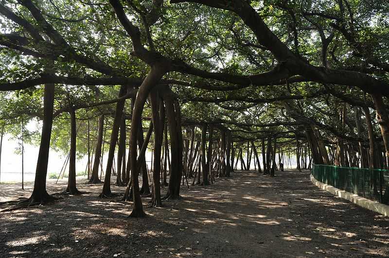 The Great Banyan Tree, Kolkata Botanical Gardens