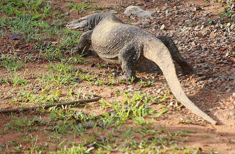 Monitor Lizard