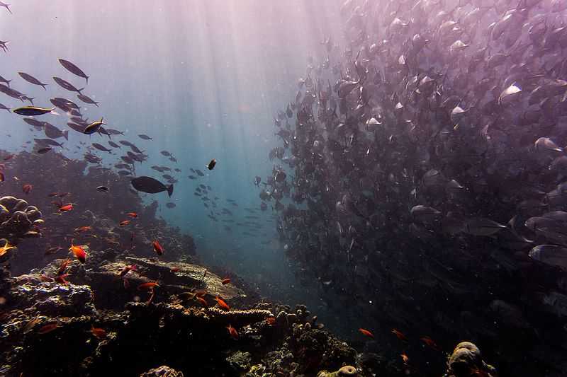 Sipadan Island, Scuba Diving in Sabah