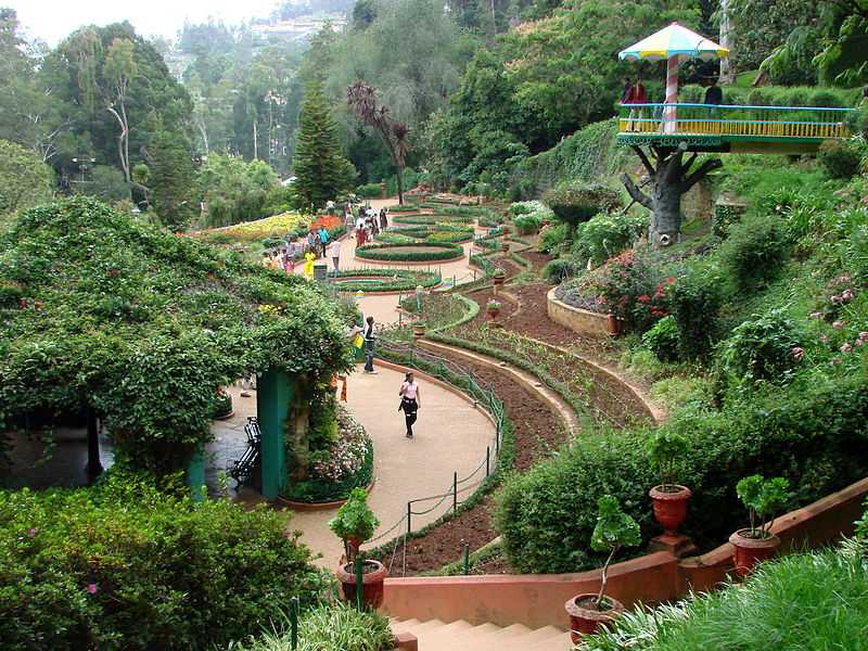 Tea Cultivation In The Valley Ooty Tamil Nadu India High-Res Stock Photo -  Getty Images