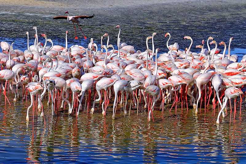 Image result for Ras Al Khor Wildlife Sanctuary Dubai  700*420