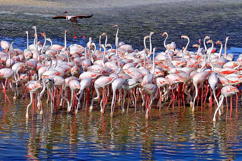 Ras Al Khor Wildlife Sanctuary