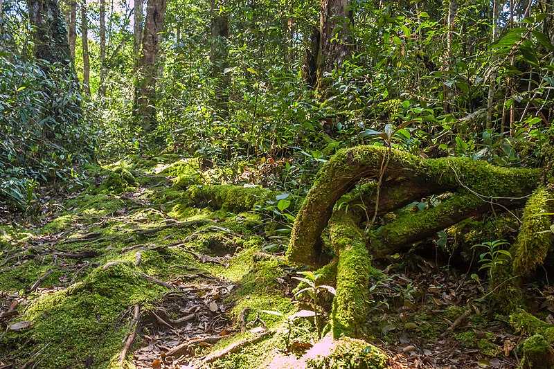 Mossy Forest, Cameron Highlands