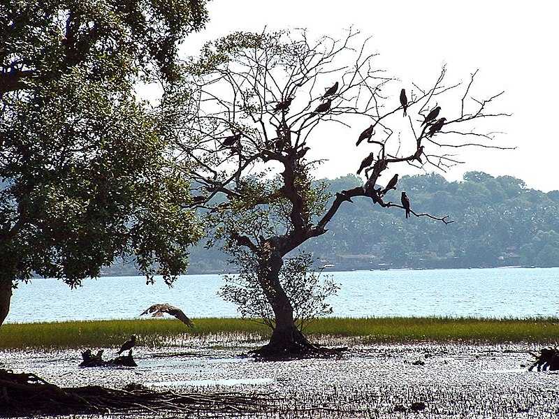 Salim Ali Bird Sanctuary