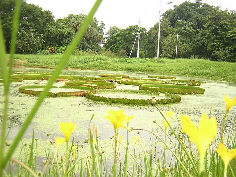 A Lake in the Kolkata Botanical Gardens