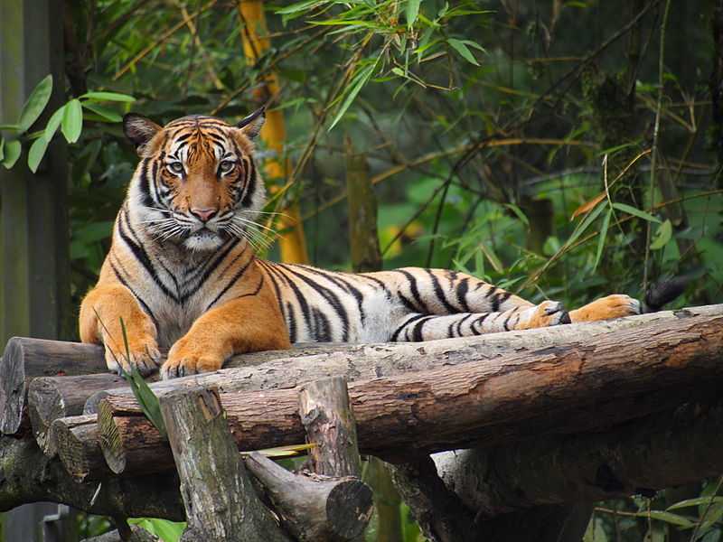 malaysia wildlife tour