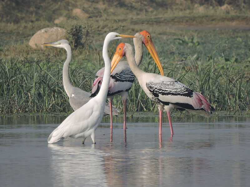 Maharana Pratap Bird Sanctuary