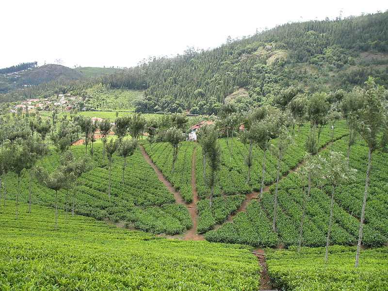 Nilgiri Tea Plantations