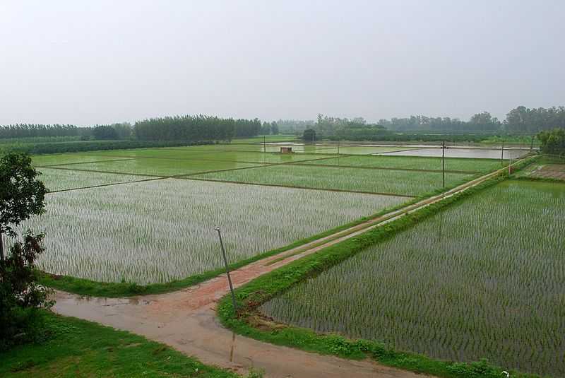 Punjab in Monsoon