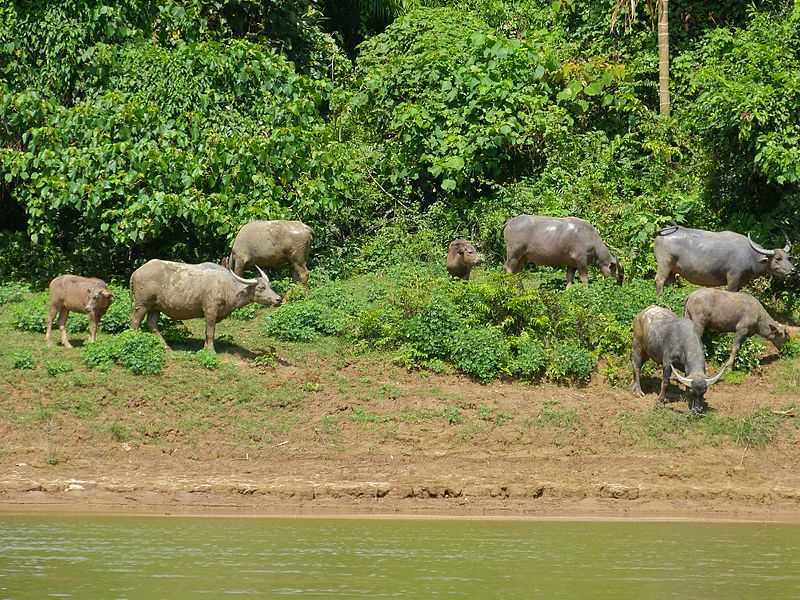 Taman Negara National Park