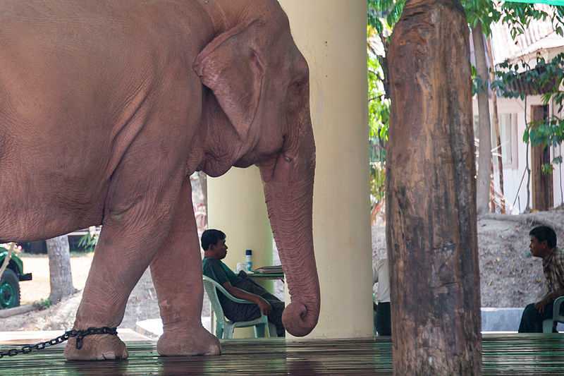 The saying 'A white elephant' - meaning and origin.