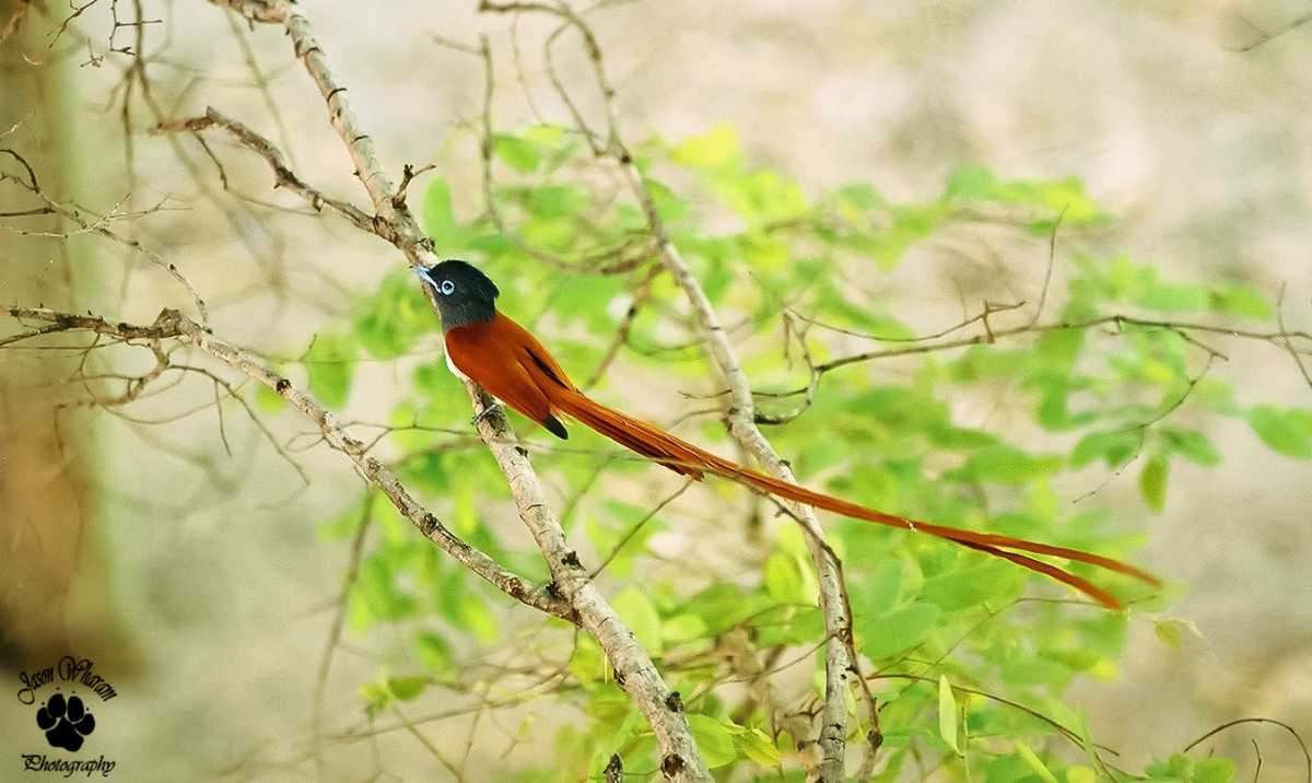 Paradise flycatcher, Wildlife in Seychelles