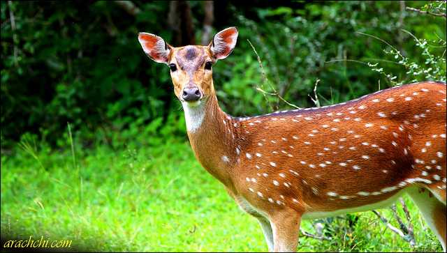 20 Wildlife Sanctuaries in Kerala for Wildlife Lovers (2023 )