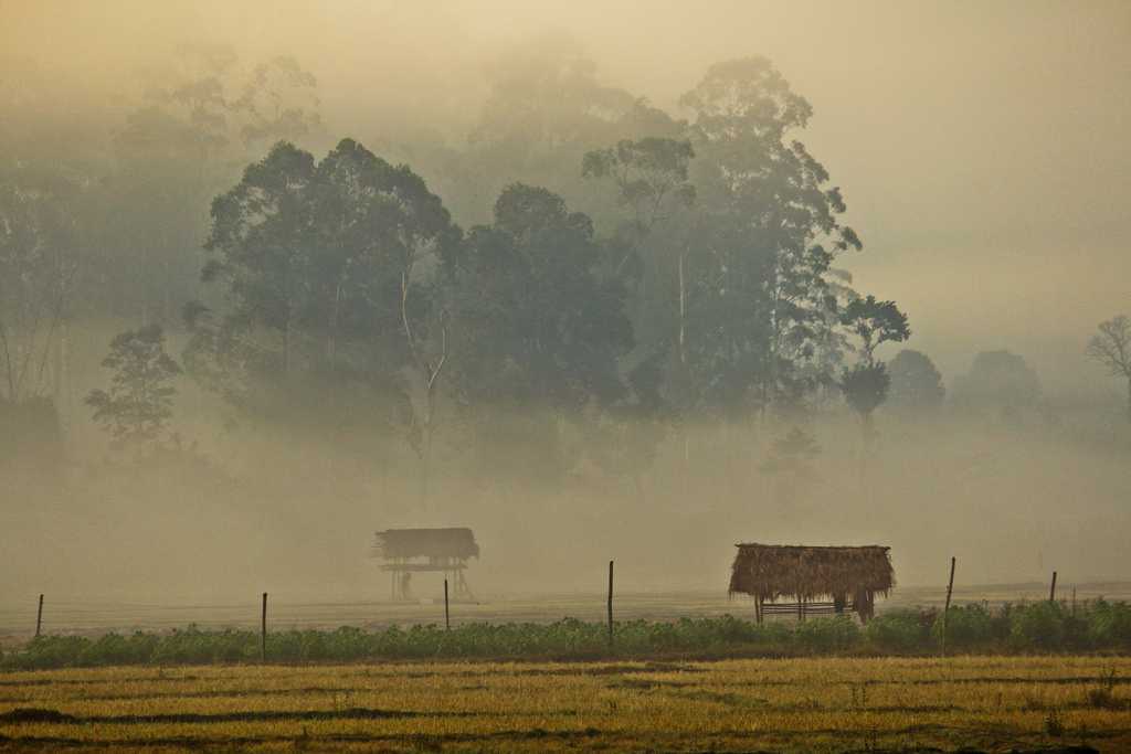 Foggy Morning