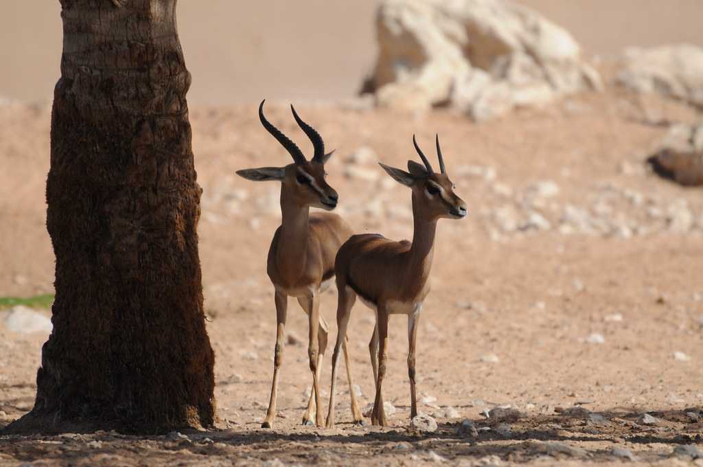 Thomson's Gazelle