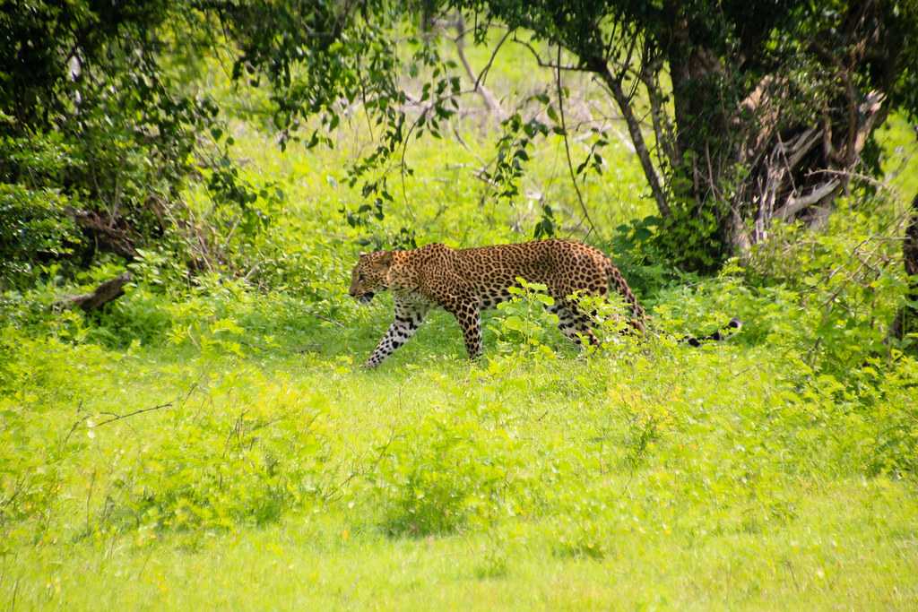 national park safari timings