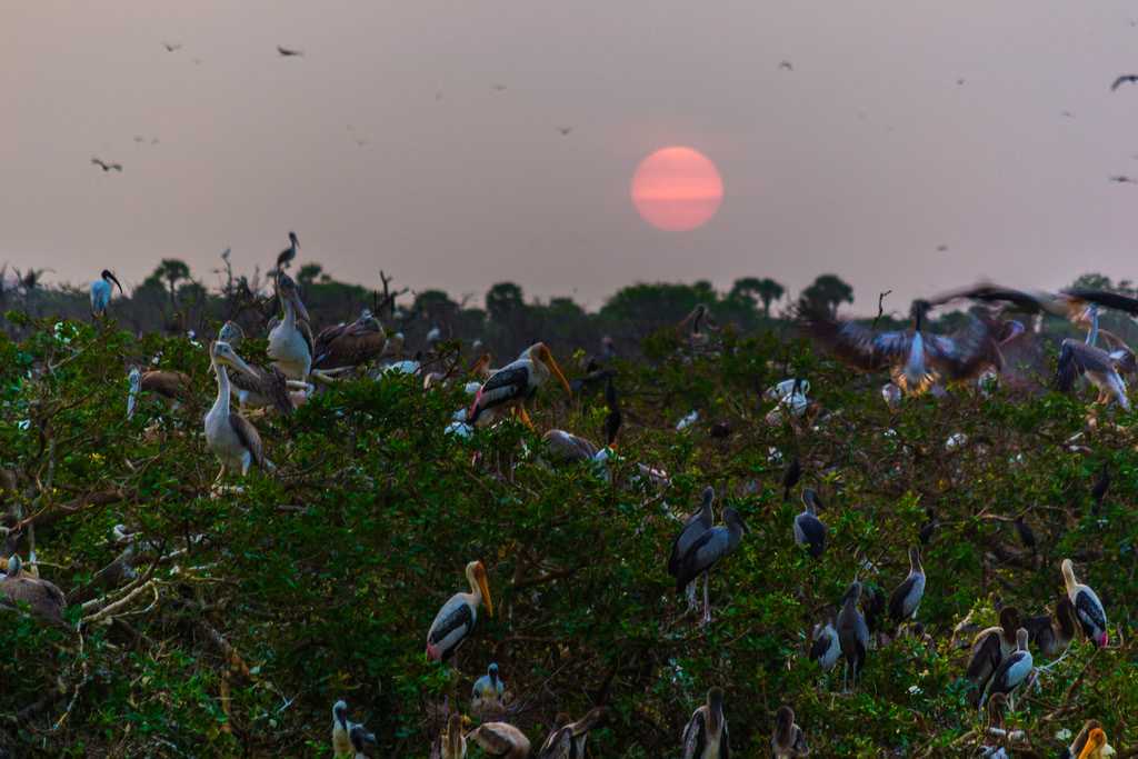 Sunrise in Vedanthangal