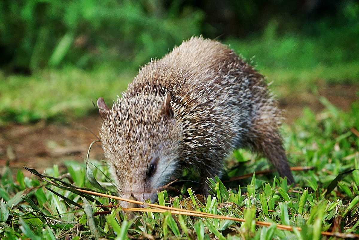 Tailless tenrec, Wildlife in Seychelles