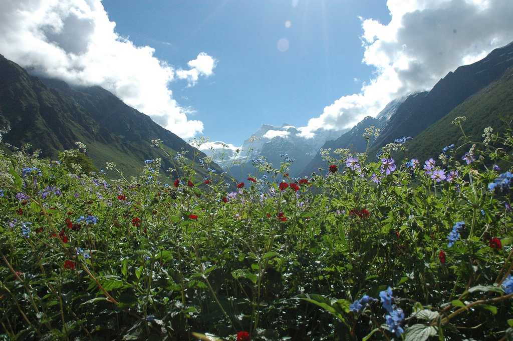 Valley of Flowers in Summer