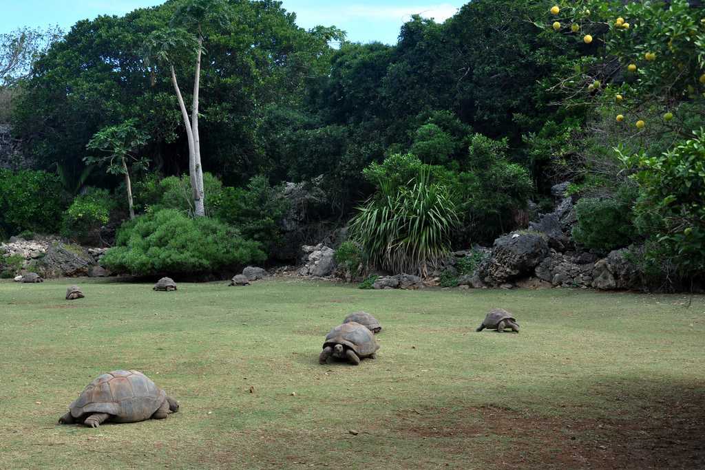 Tortoise in the reserve