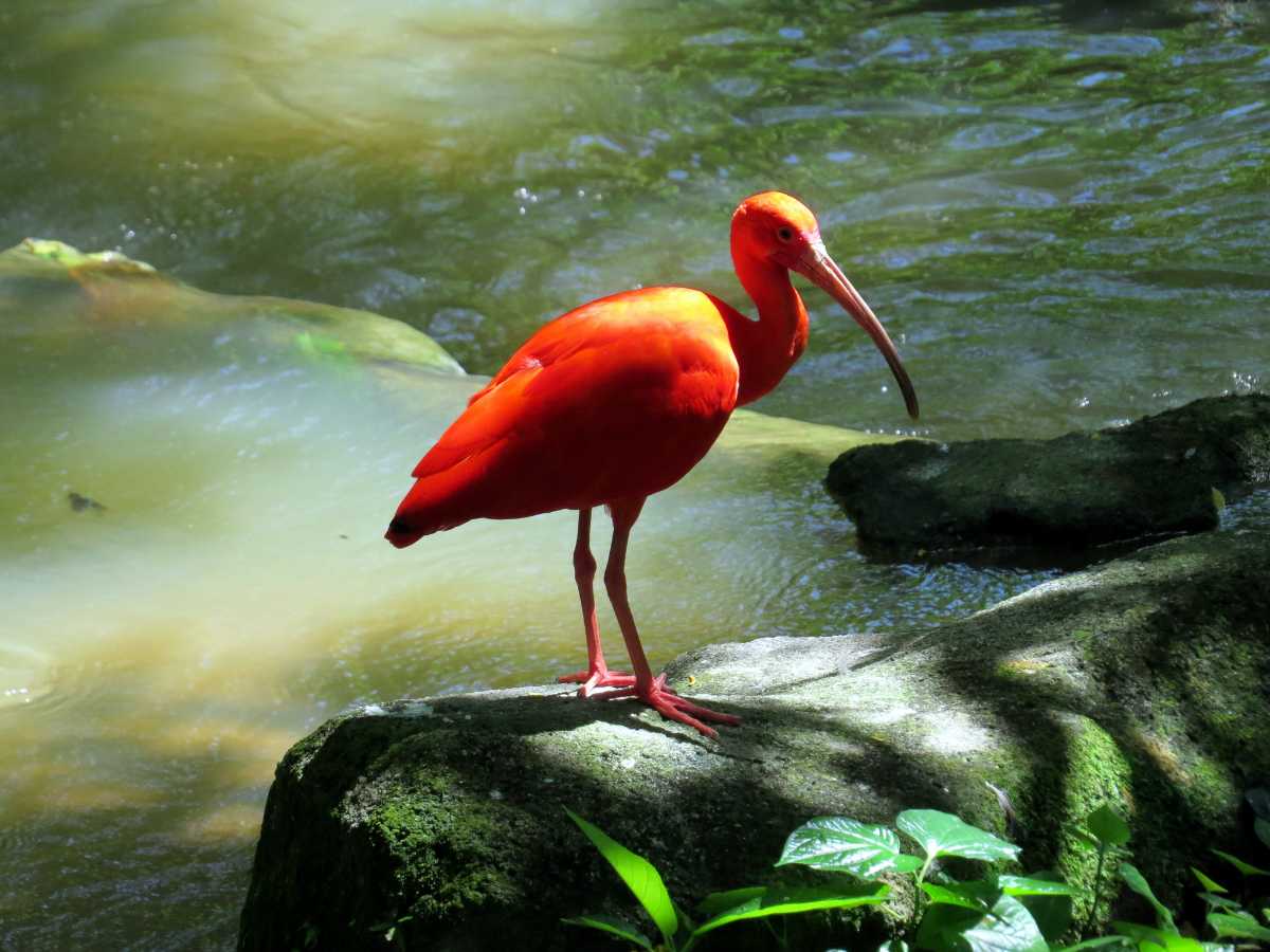 KL Bird Park