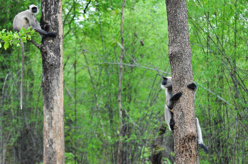 Monsoon in Tadoba National Park