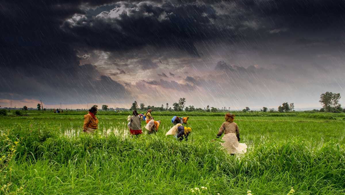 Green Paddy Fields in Madhya Pradesh