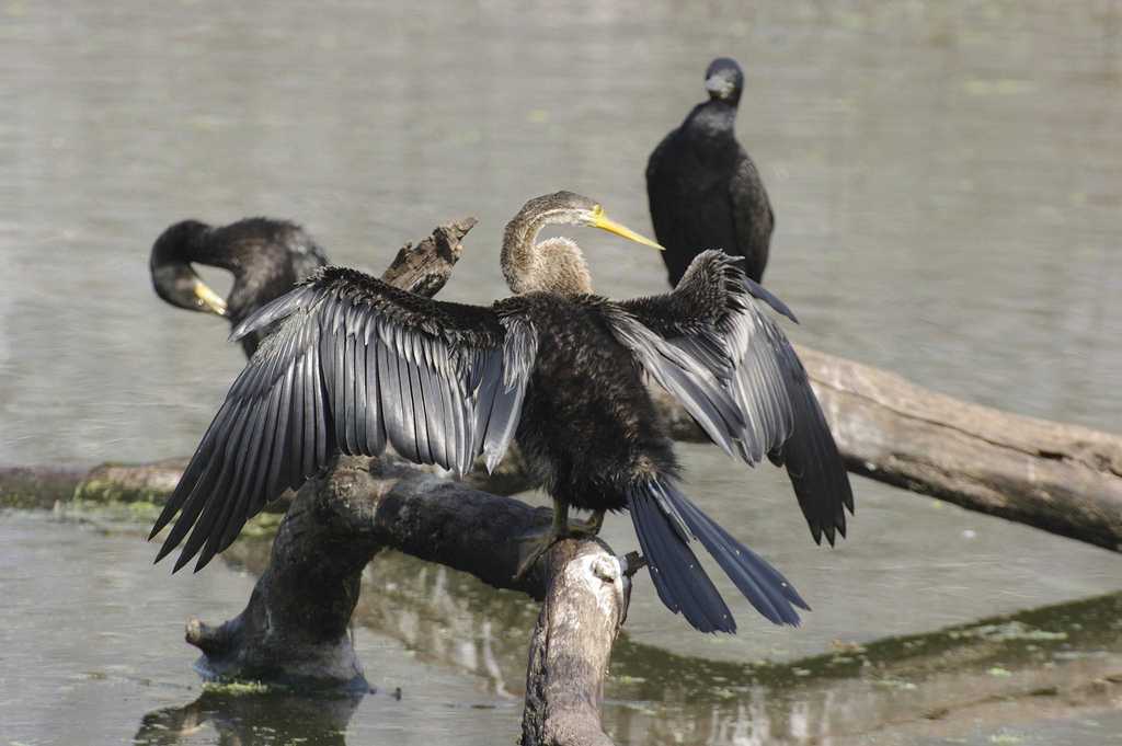 Monsoon Season, Bharatpur Bird Sanctuary, Cormorant