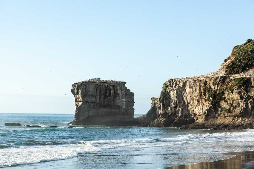 Gannet colony on Muriwai Beach