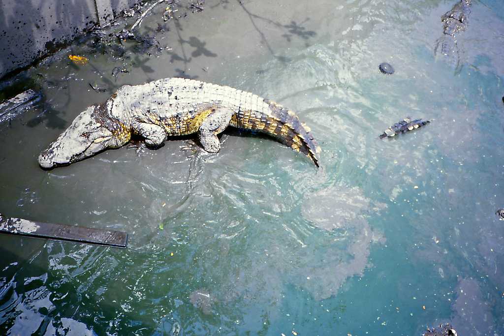 Crocodiles at Samutprakarn Crocodile Farm and Zoo Bangkok