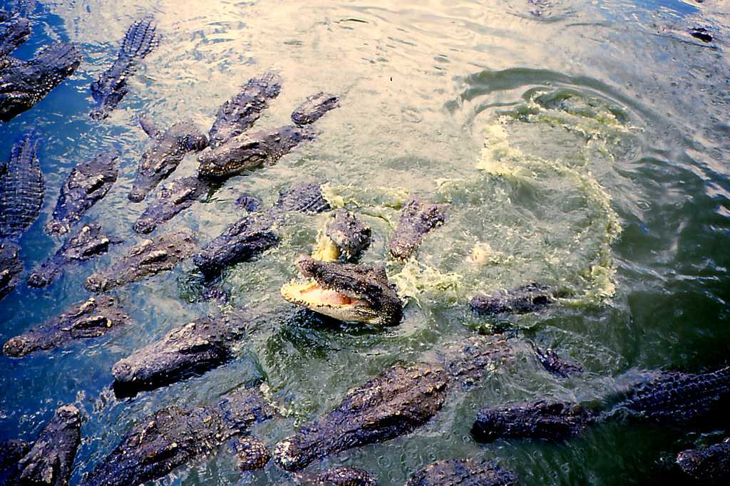 Samutprakarn Crocodile Farm and Zoo Bangkok Thailand