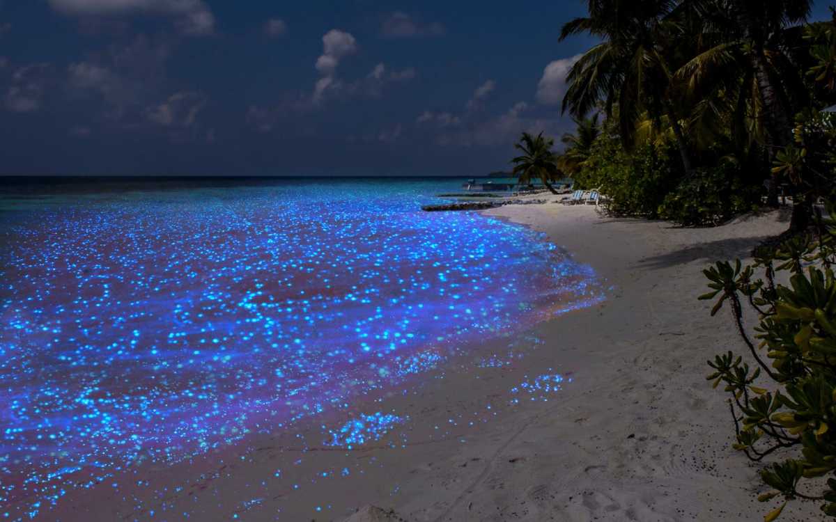 Bioluminescent Beach in Maldives - Glow in the Dark Beach - Holidify