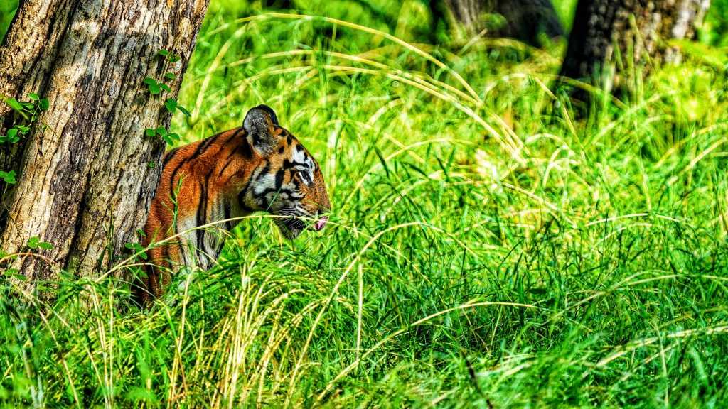 9 National Parks in Arunachal Pradesh | Wildlife Sanctuaries