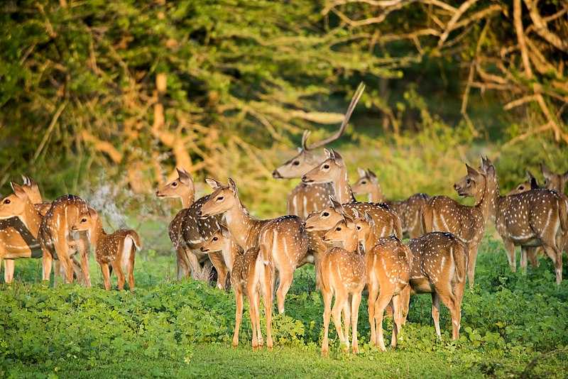 Group of Deers