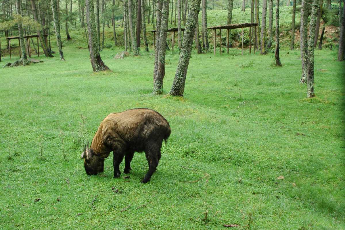 Motithang Takin Preserve