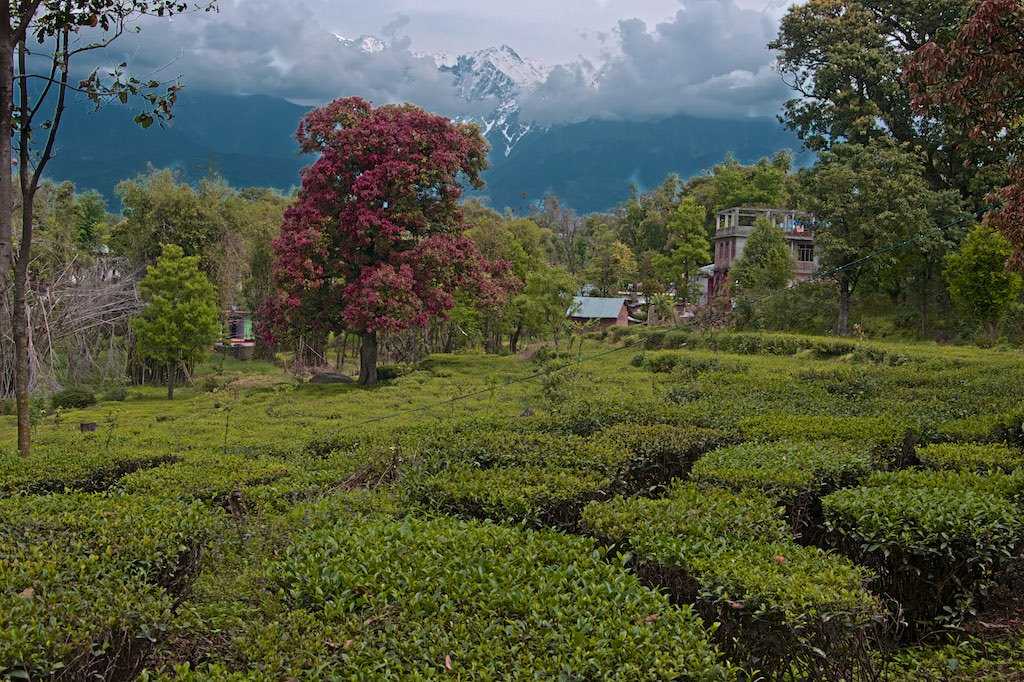 Tea Plantation in kangra