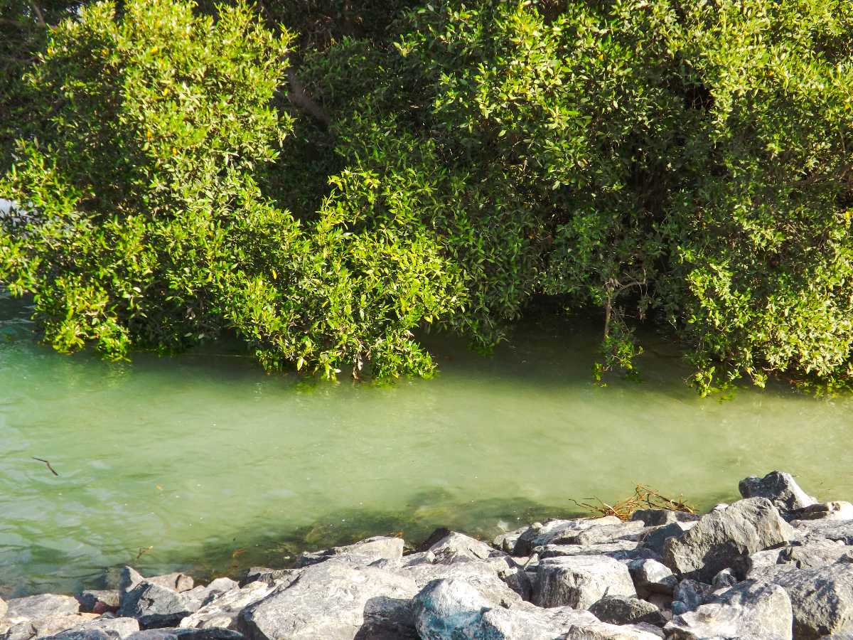 Eastern Mangrove Lagoon National Park