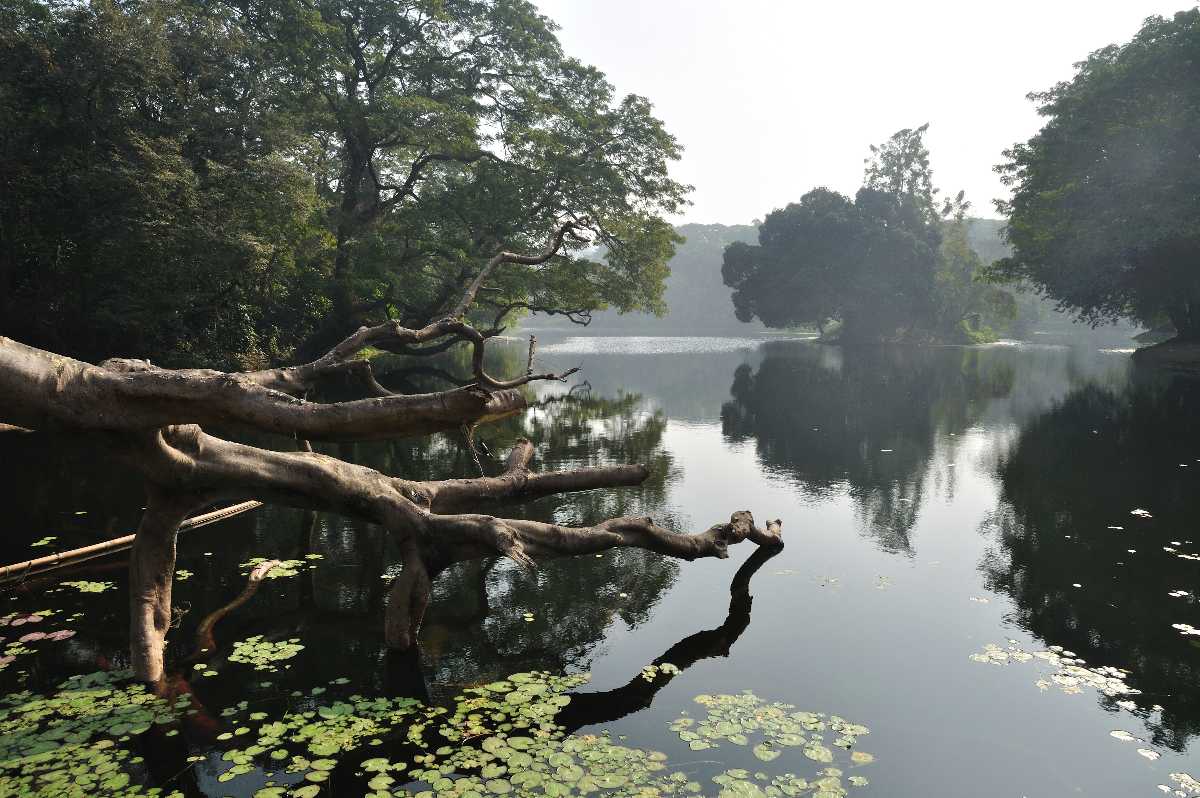 The Acharya Jagadish Chandra Bose Indian Botanic Garden