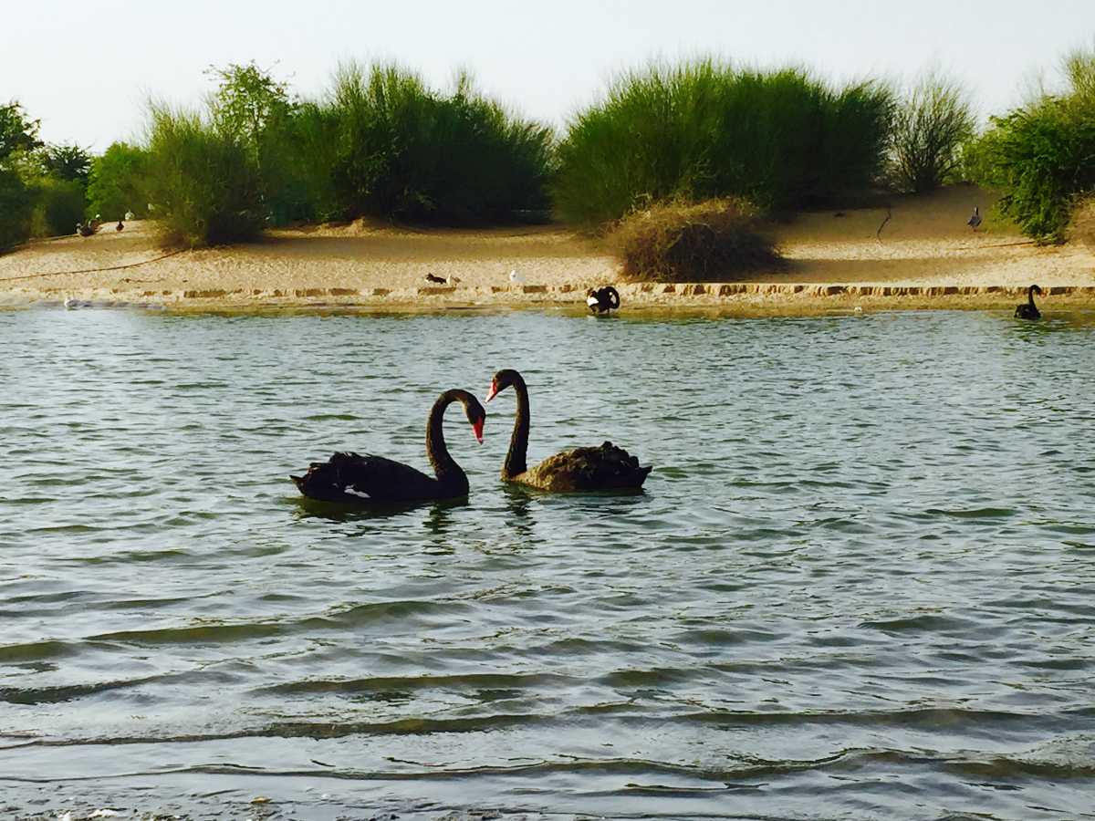 Al Qudra Lake