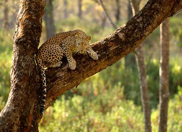 Indian Leopard spotted during Wildlife Safari