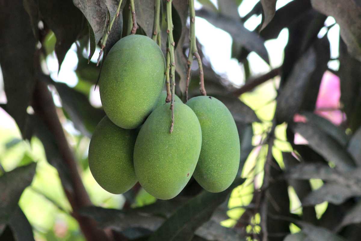 Amrapali Mangoes, Mangoes in India