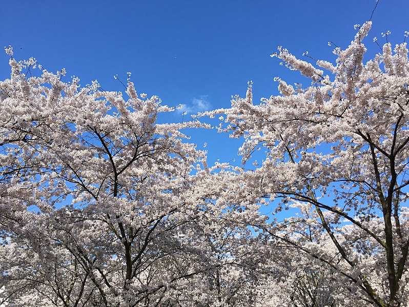 Amstelveen, Best Places In The World To See The Spring Blossoms In Its Peak!