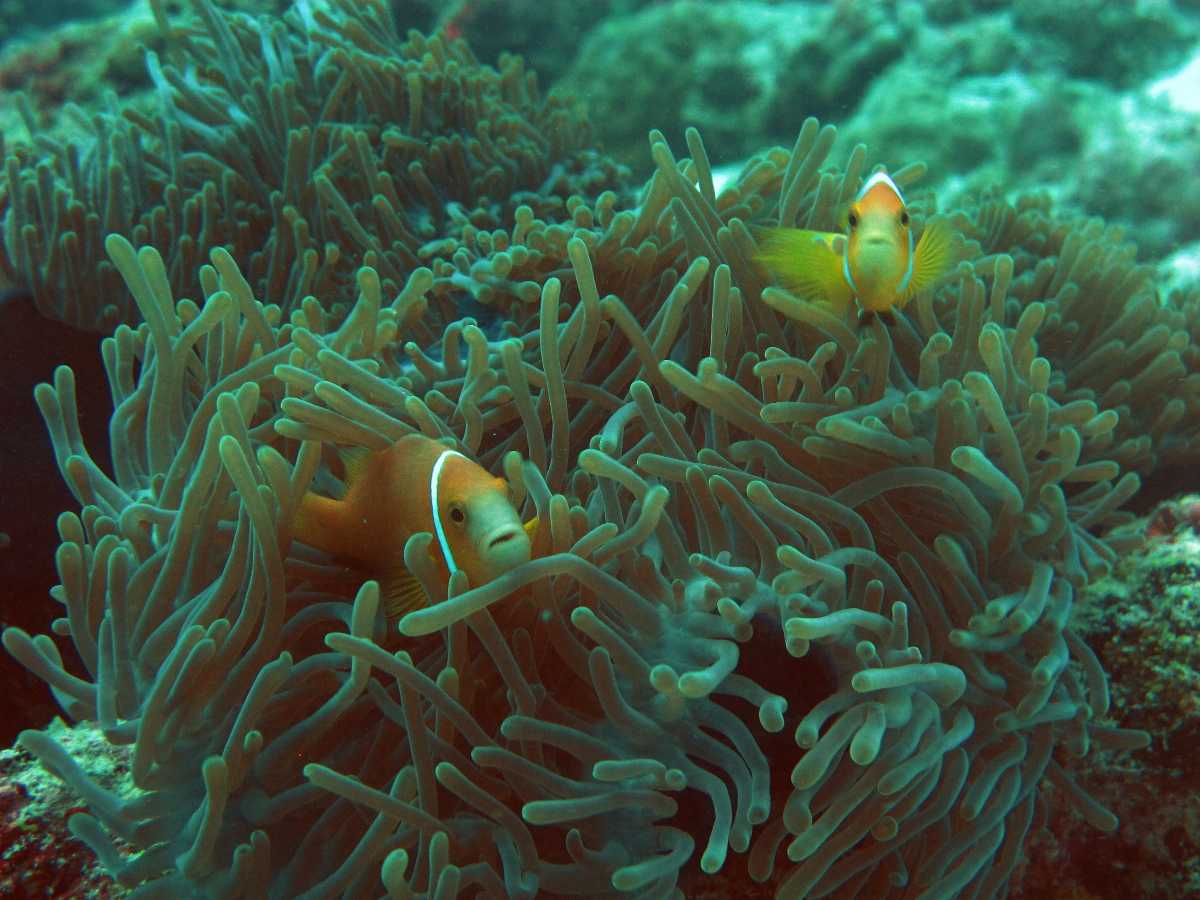 Coral Reefs India Map