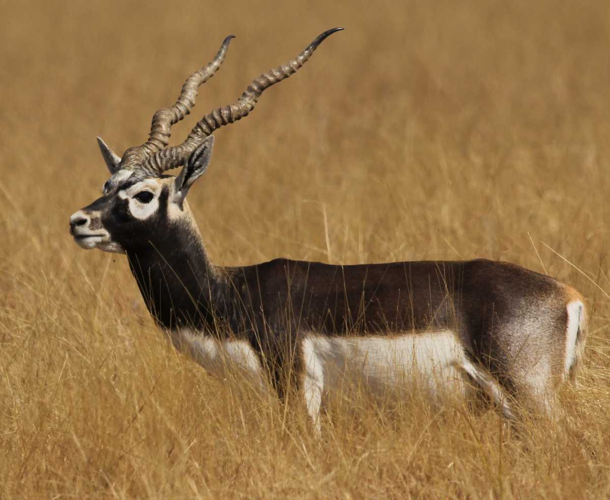 Blackbuck in Bhavnagar National Park