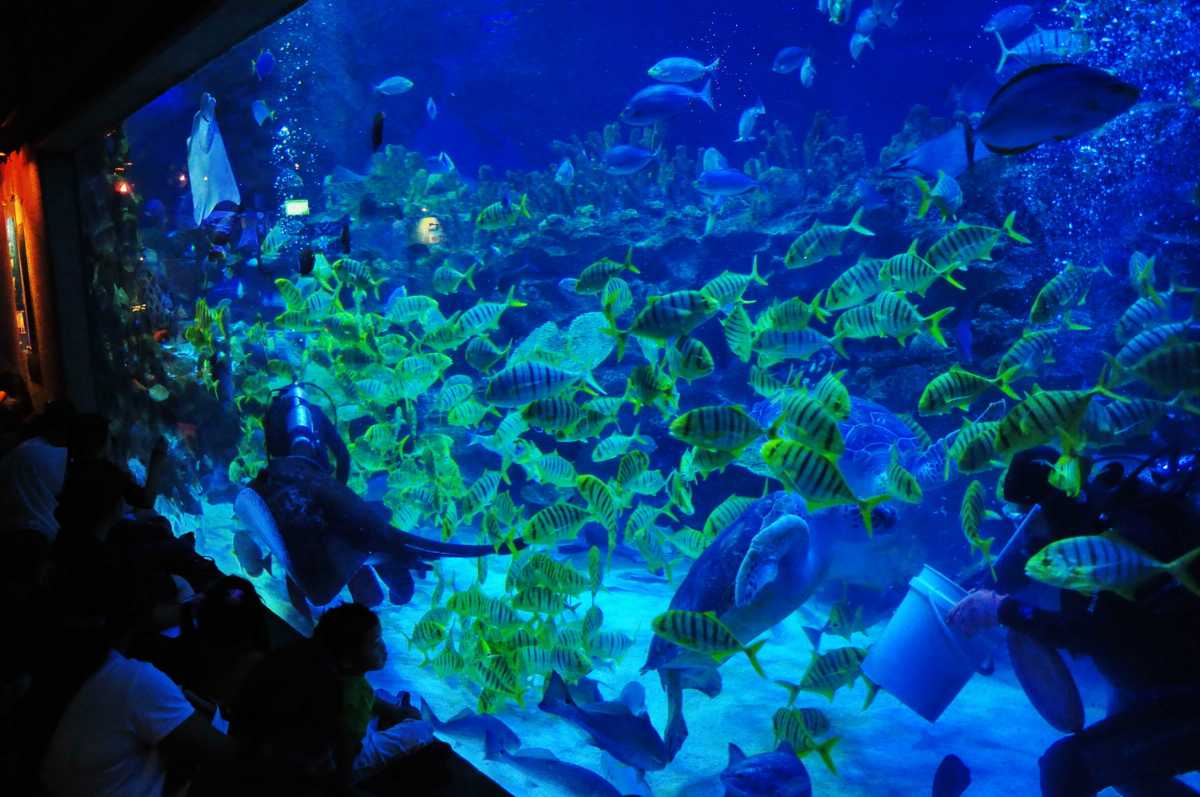 A fish tank at the Aquaria KLCC