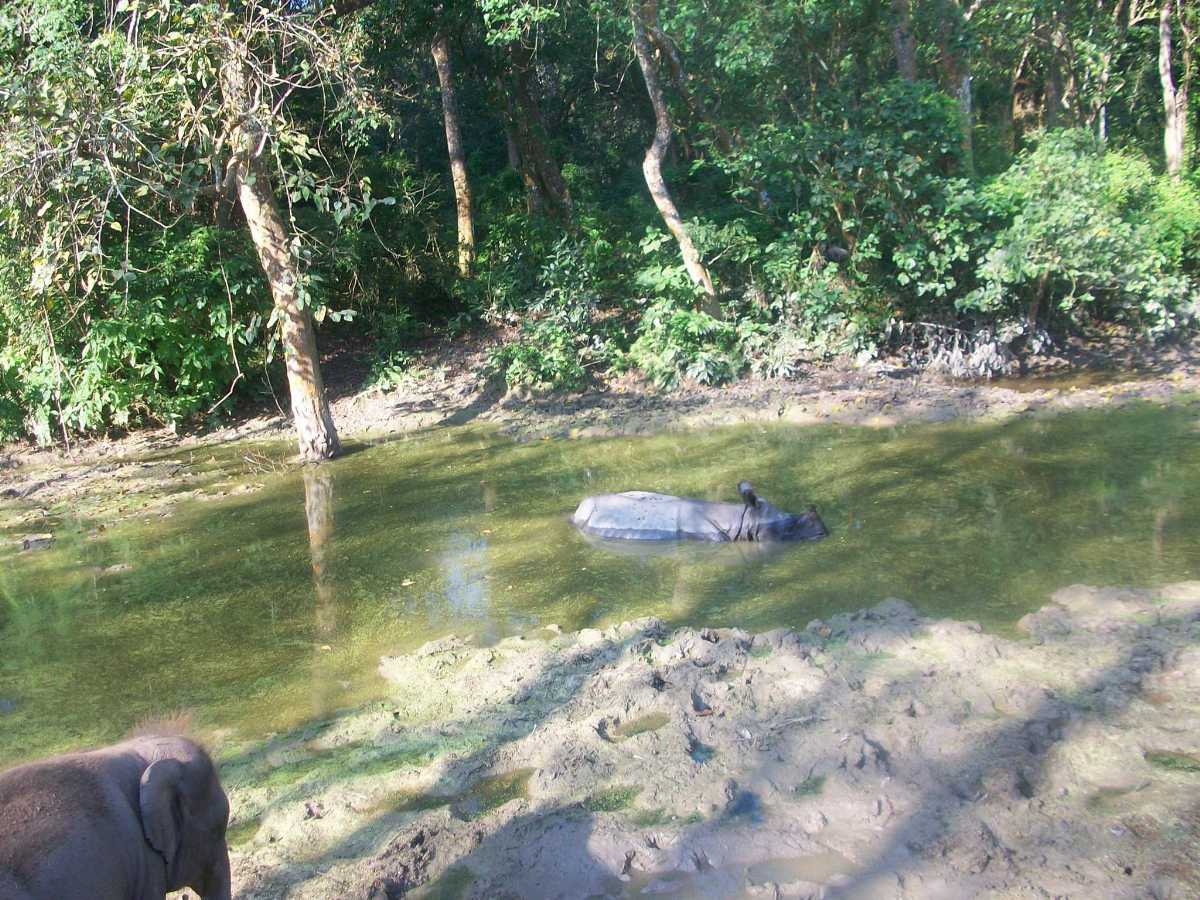 Nepal offers many safari rides.