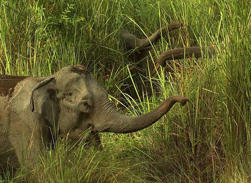 Elephants Sanctuaries in India