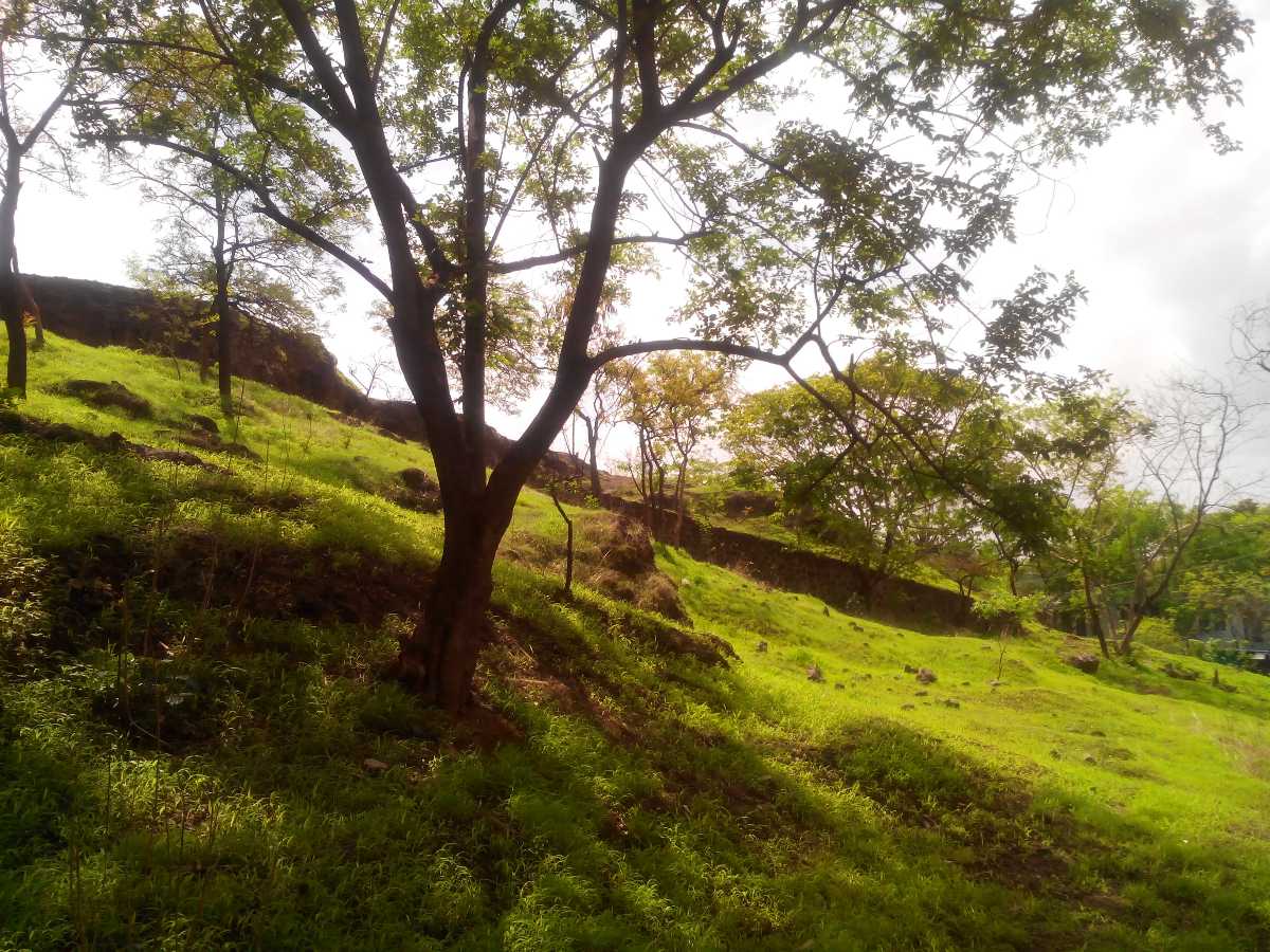 Vetal Hill Greenery